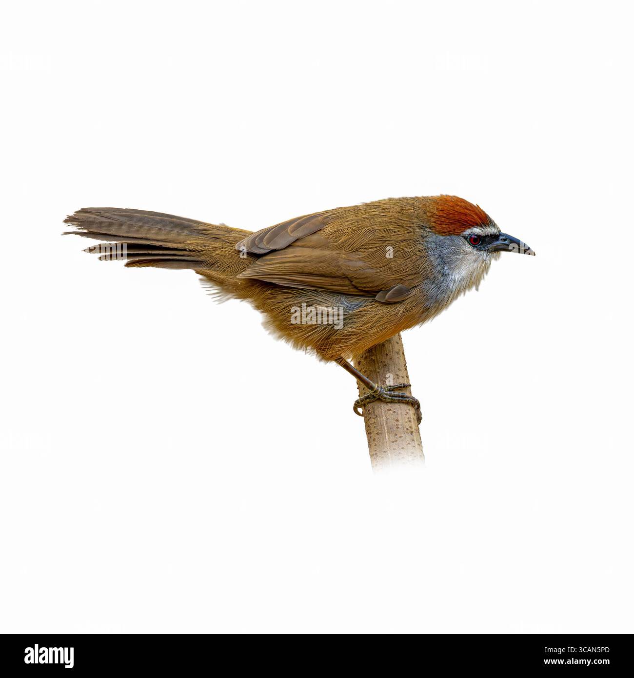 Eine detaillierte Nahaufnahme eines Babblers mit Kastanienverkleidung, der auf einem vertikalen Stock liegt. Die rötlich-braune Krone und die roten Augen stehen im Kontrast zu ihrem flauschigen Körper und cl Stockfoto