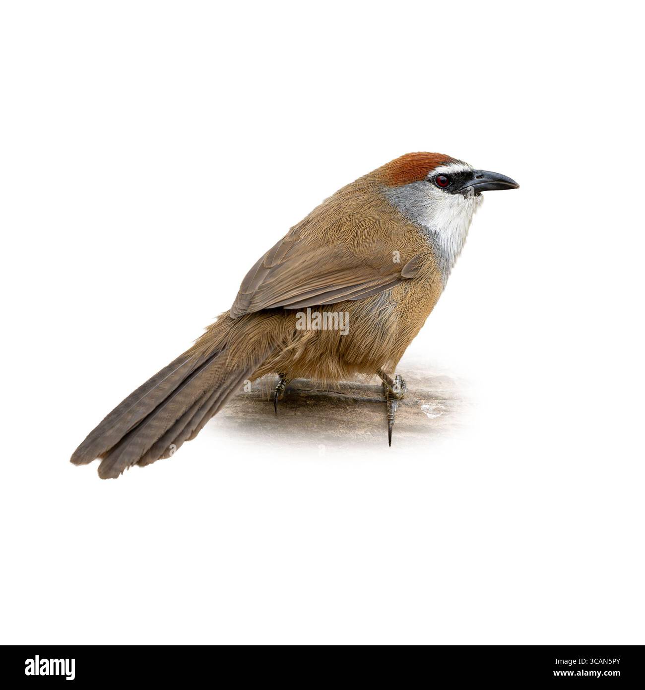Ein kastanienbedeckter Babbler, der auf einer Holzfläche thront. Der satte braune Körper des Vogels, die rötliche Krone und die hellroten Augen werden deutlich gegen ein W erfasst Stockfoto