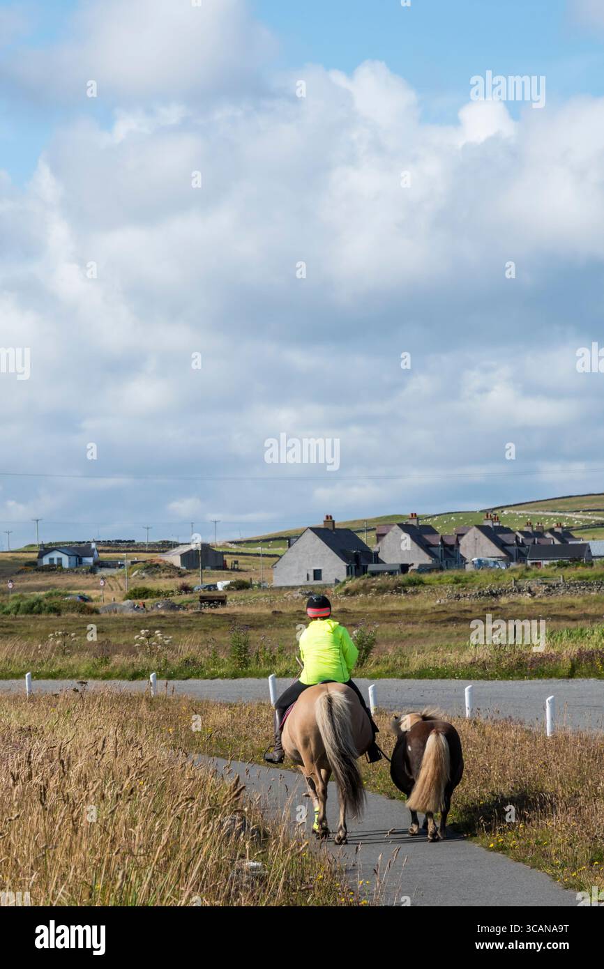Ein junges Pony wird mit einem anderen auf Bressay, Shetland, geführt, um es an öffentliche Straßen zu gewöhnen. Stockfoto