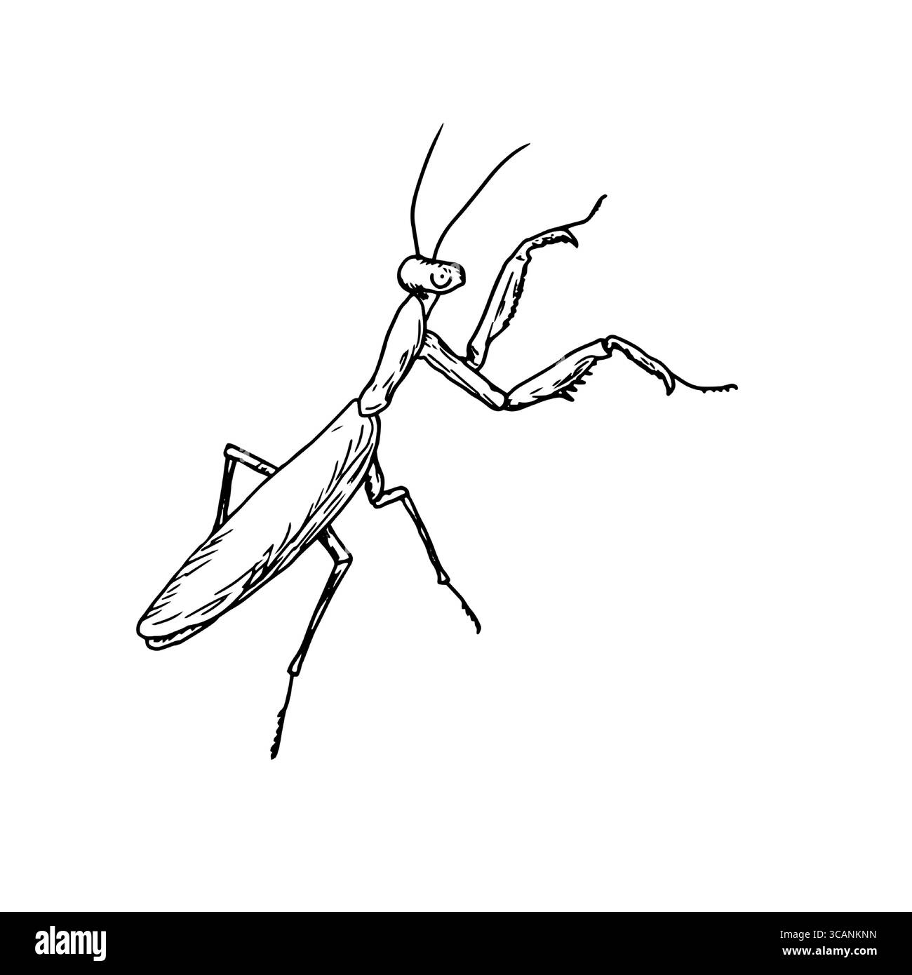 Insektenmantis, schwarz-weiß-Skizze. Vektorabbildung. Eine Zeichnung eines Insektenkäfers, isoliert auf weißem Hintergrund. Für Abbildungen zu Stock Vektor