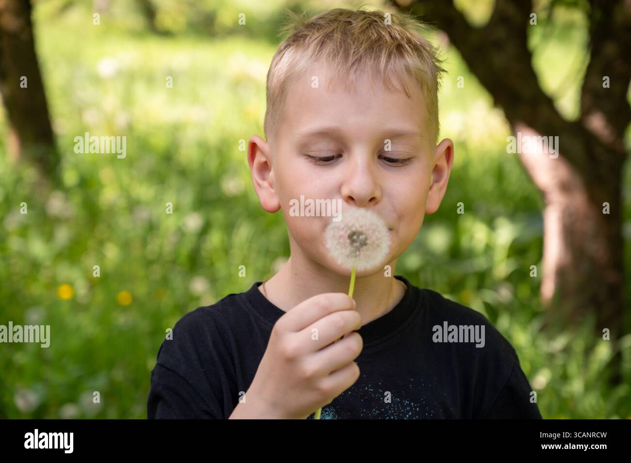 Ein gutaussehender blonder Junge sprengt einen Löwenzahn im Park. Selektiver Fokus. Stockfoto