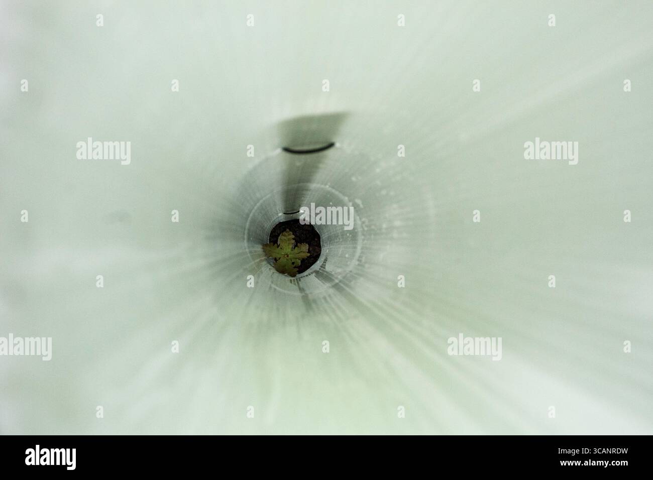 Ein Baumkeimling am Boden eines schützenden Baumschutzes. Enthält Platz für Text Stockfoto