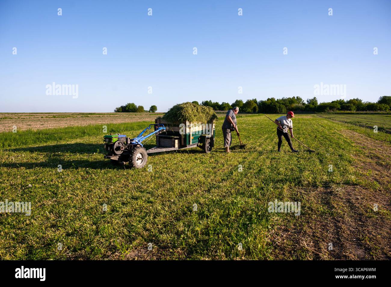 Die Landwirte sammeln Heu vom Feld und laden es in einen Minitraktor Stockfoto
