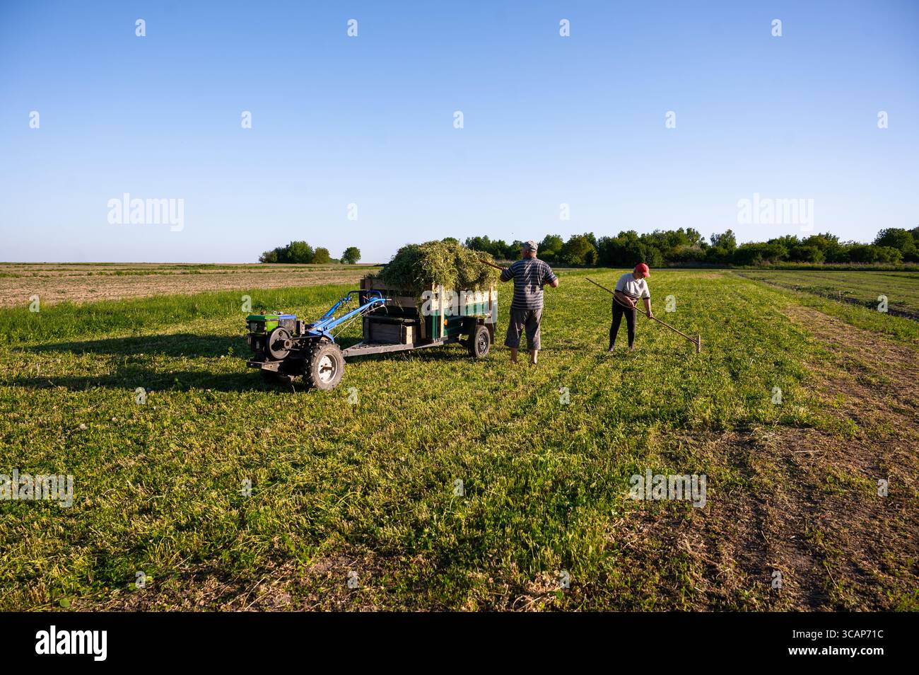 Die Landwirte sammeln Heu vom Feld und laden es in einen Minitraktor Stockfoto