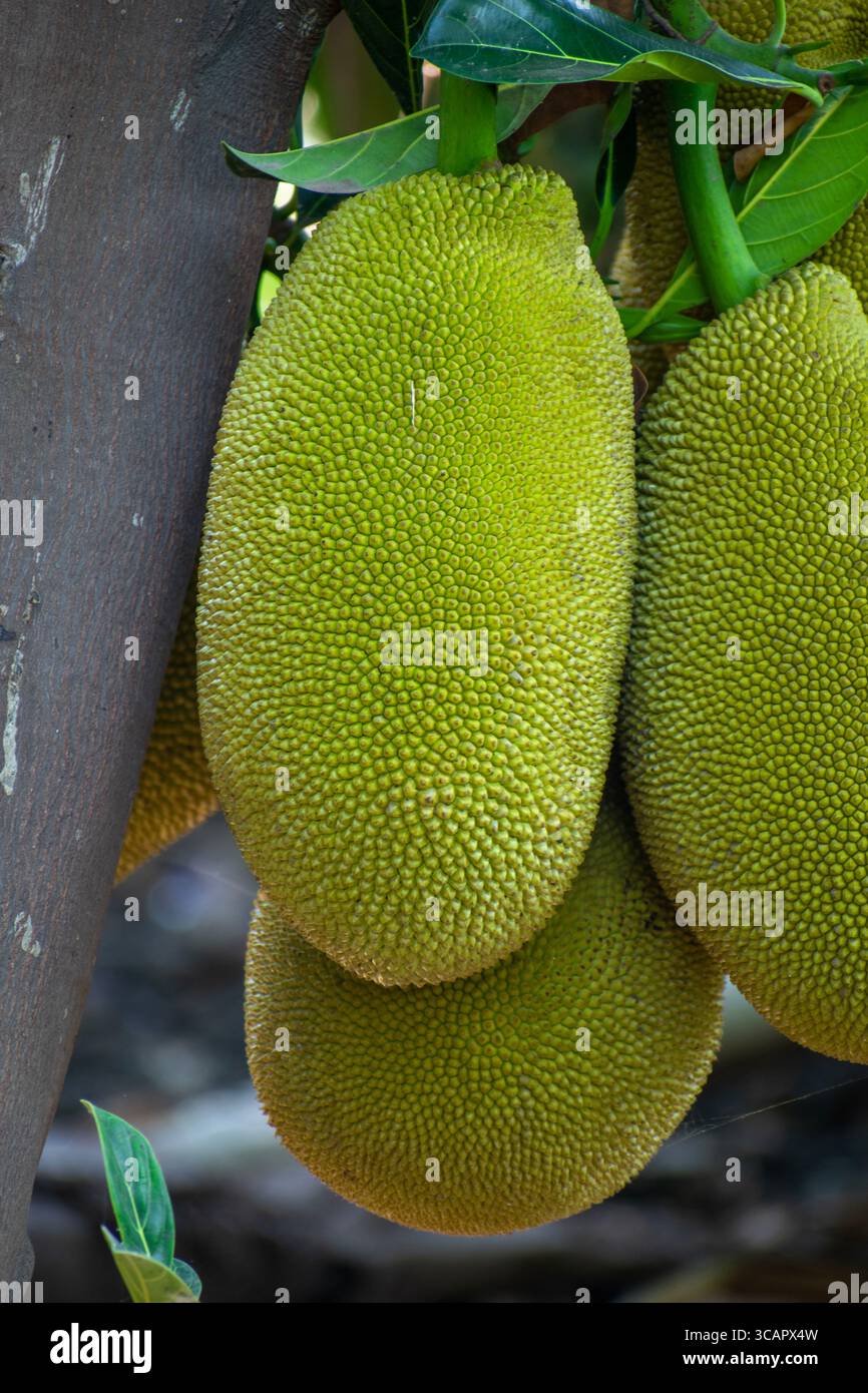 Jackfrucht auf dem Jackfruchtbaum tropische Frucht auf Naturblatt Hintergrund Stockfoto