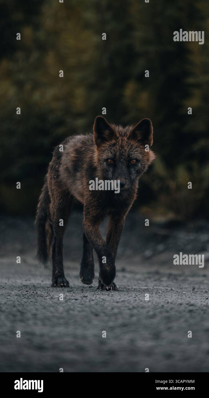 Blick auf einen dunklen Wolf mit durchdringenden Augen, der gezielt auf einem grauen Pfad geht, eingerahmt von dichtem, gedämpftem grünen Wald, der einen starken Kontrast schafft, Unalaska, Alaska, USA. Stockfoto