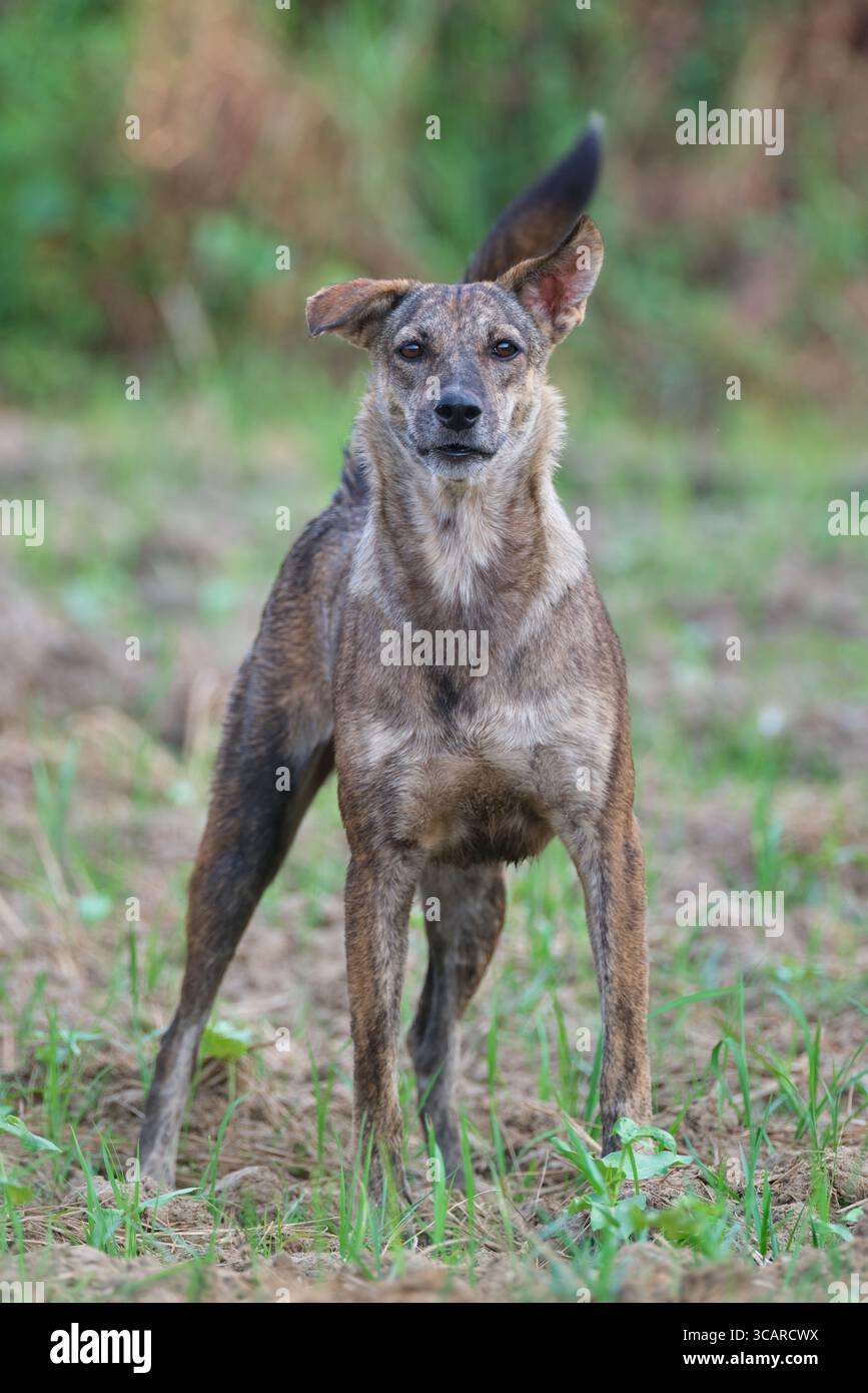 Wilder Hund auf dem Feld in Goa Indien starrt uns mit intensivem Ausdruck an Stockfoto