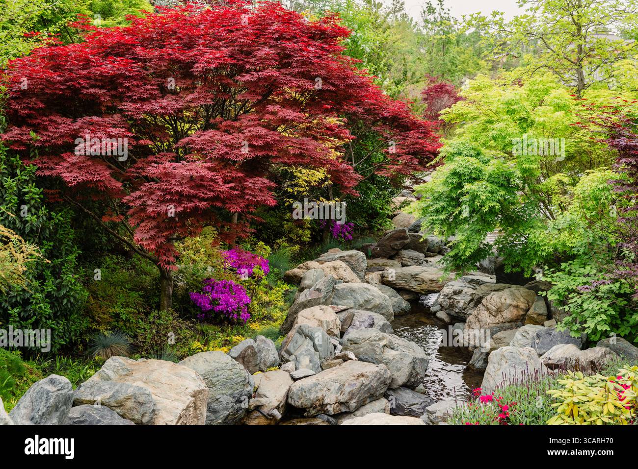 Farbenfroher japanischer Garten mit roten Ahornbäumen, blühenden Blumen und einem friedlichen, felsigen Bach im Sommer. Stockfoto
