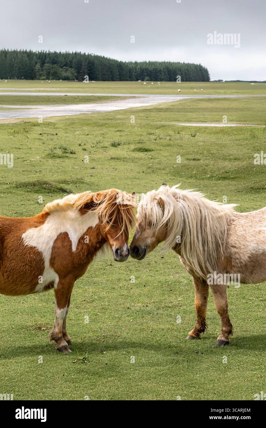 Wilde Bodmin-Ponys, die auf dem stillgelegten historischen RAF Davidstow Airfield auf dem Bodmin Moor in Cornwall in Großbritannien grasen. Stockfoto