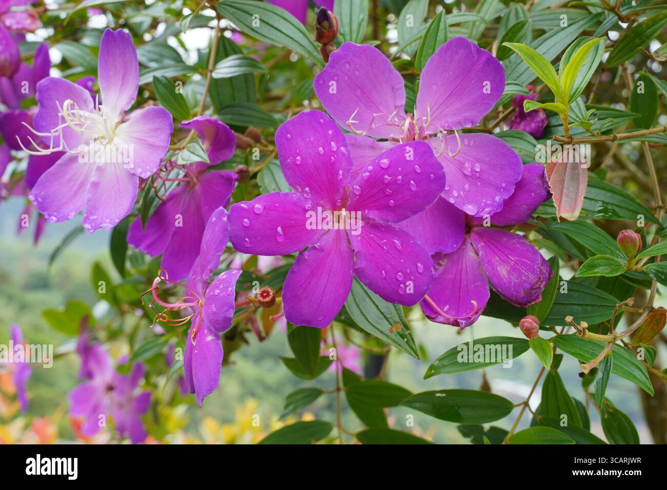 Nahaufnahme blühender Melastoma malabathricum Blüten mit frischen Regentropfen in einer tropischen Umgebung Sri Lankas. Hebt den ornamentalen und medizinischen Wert hervor. Stockfoto