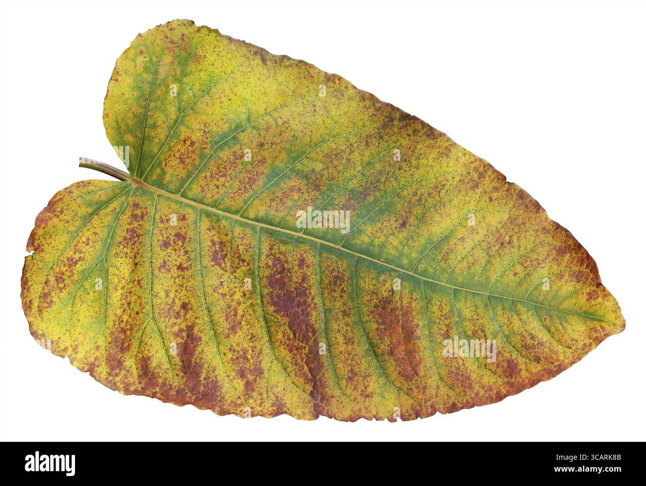 Herbstgelb-rotes Blatt der europäischen Waldpflanze Angelica isoliert mit Pflaster Stockfoto