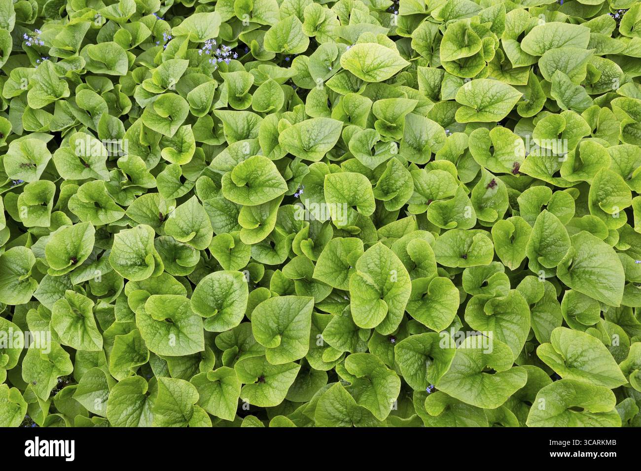 Frühlingsgrün verlässt natürlichen Hintergrund. Regnerischen bewölkten Tag Stockfoto