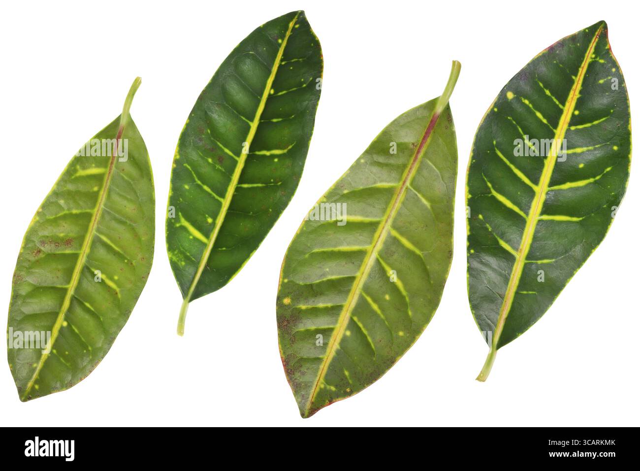 Grüne Blätter Codiaeum Pflanze oben und unten isoliert Stockfoto