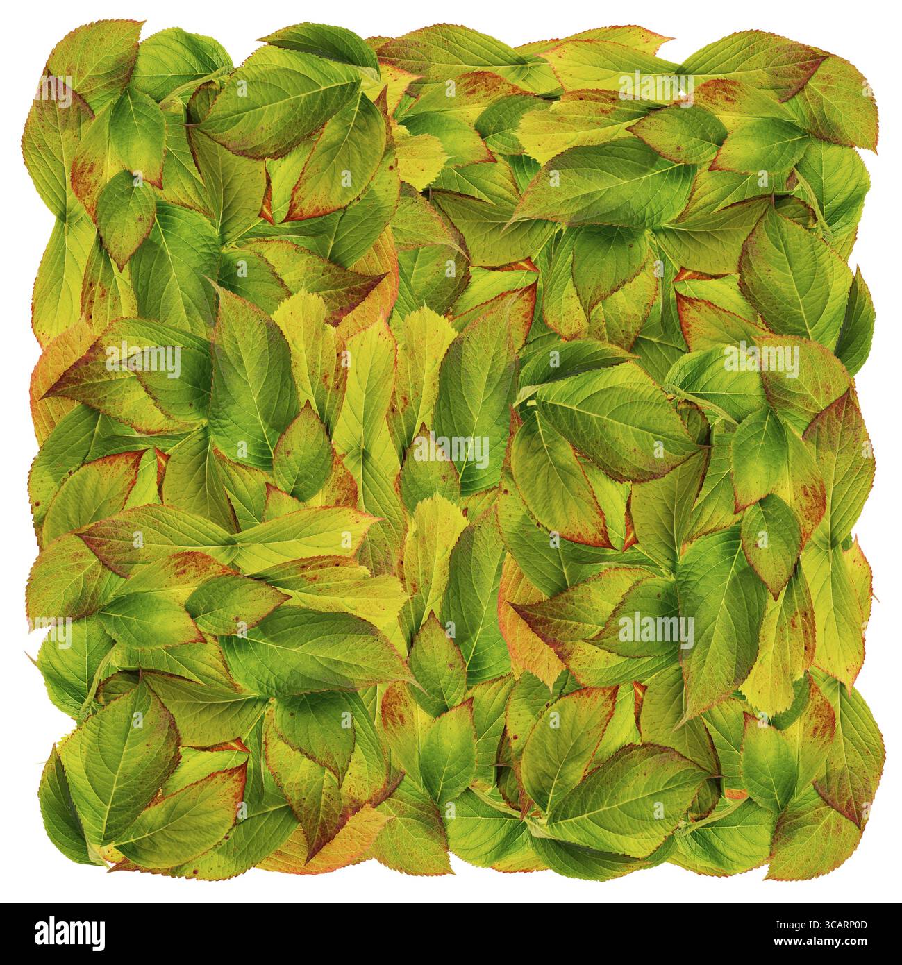 Großes Quadrat aus Herbstlaub Hintergrund. Naturstrukturierte isolierte Collage Stockfoto