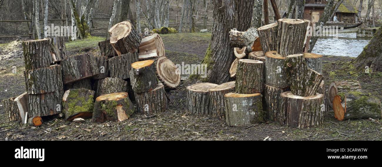 Frische Schnitte aus hölzernem Ahorn und Aspen in großen Haufen. Bewölkter Frühlingstag mit Panoramablick im Freien Stockfoto