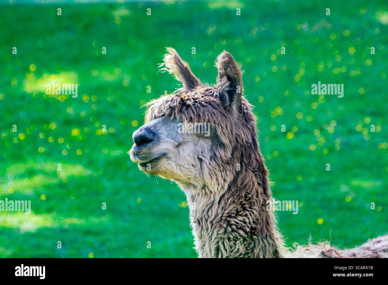 Die Alpaka (Vicugna pacos), auch bekannt als Pako, ist eine domestizierte Kamelart, die in den südamerikanischen Anden beheimatet ist. Hier, auf einer Wiese in der Nähe der Rei Stockfoto
