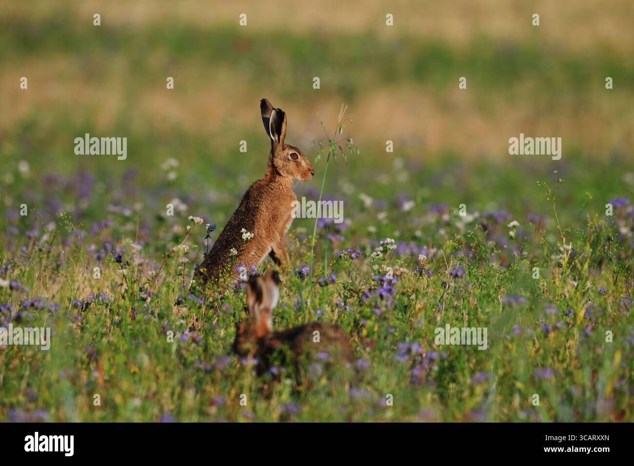 Ein wachsamer brauner Hase steht aufrecht zwischen blühenden Wildblumen auf einer sonnendurchfluteten Wiese, wobei ein zweiter Hase teilweise im Vordergrund sichtbar ist. Stockfoto