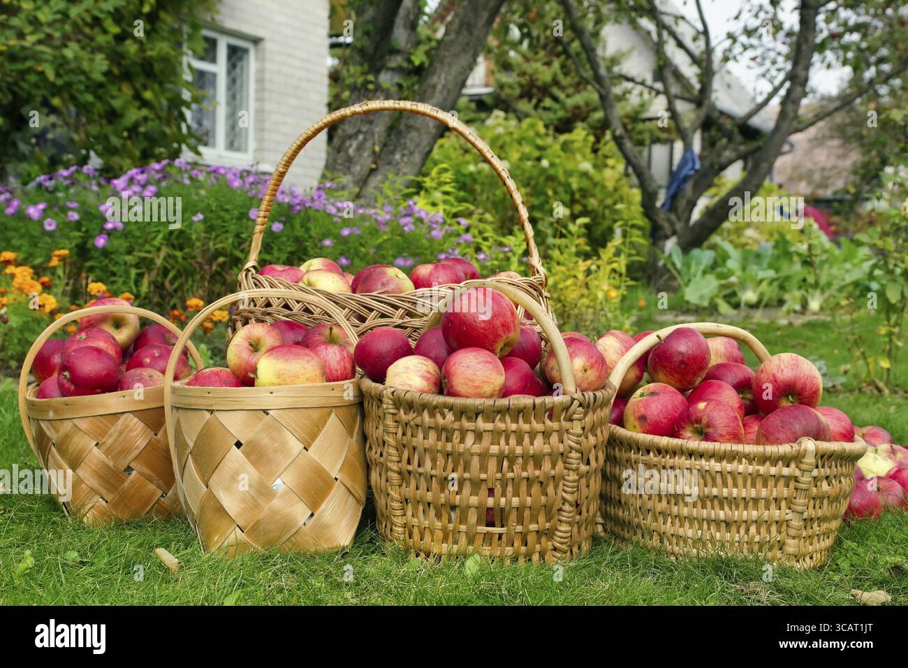 Weide Körbe mit Äpfeln auf einem grünen Rasen in der Nähe von Landhaus. Konzept für eine herbstliche Ernte Stockfoto