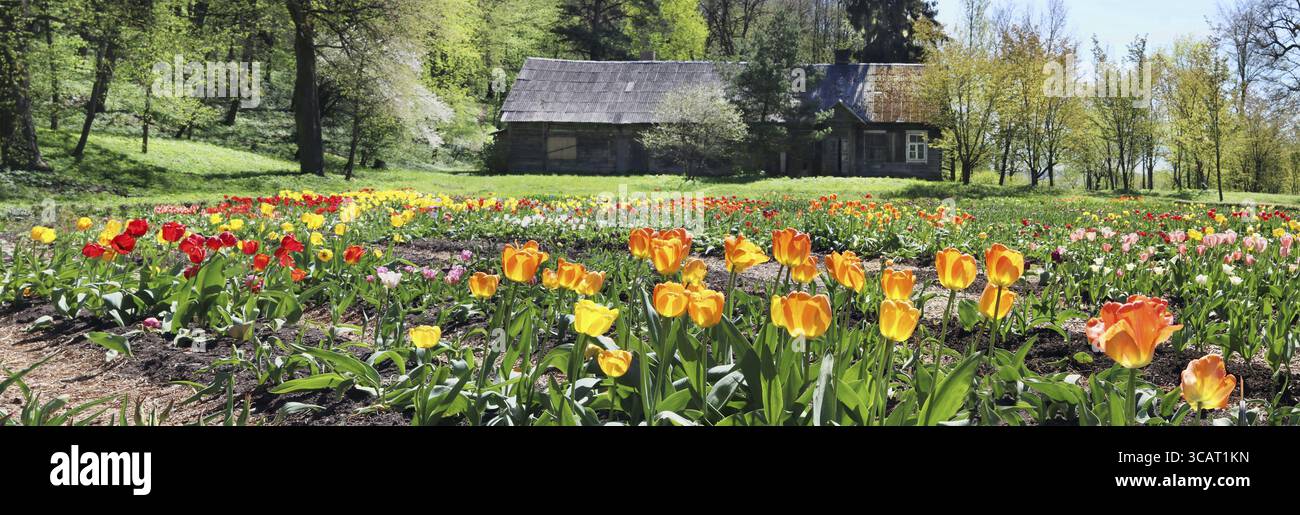 Waldlichtung mit den Frühlingsblühenden feinen Tulpen in der Nähe des verlassenen zerstörten Dorfes. Panorama Mai sonnige Tageslandschaft Stockfoto