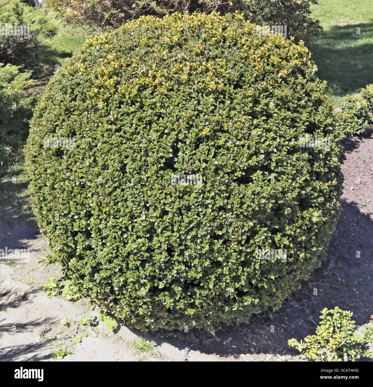 Der große präzise geschnitten wie ein Ball dekorativer Gartenbusch eines immergrünen Boxholzes wächst im öffentlichen Park. Sonniger Frühlingstag Stockfoto