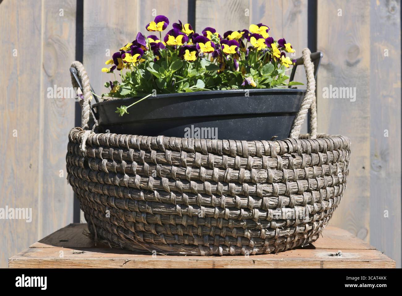 Auf einem Tisch in der Nähe des Dorfes Haus gibt es einen Korb mit Blüte Stiefmütterchen. Feder sonnigen Tag Außenaufnahme Stockfoto