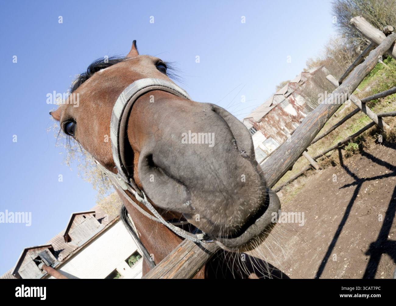 Porträt eines fremden Pferdes Stockfoto
