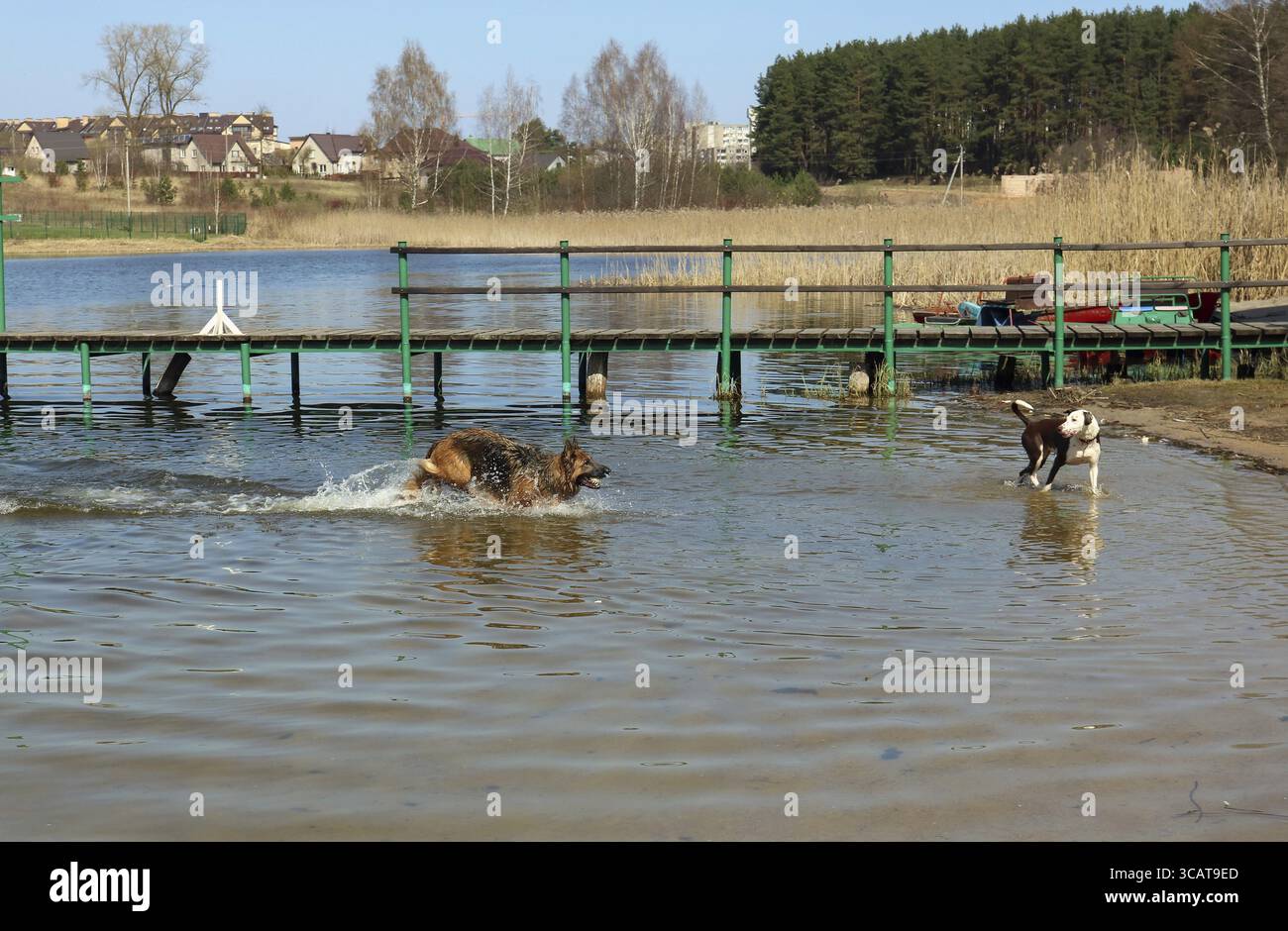 Zwei Hunde spielen im kalten Wasser des Frühlings-Aprilsees. Sonniger Tag ländliche Landschaft im Freien Stockfoto