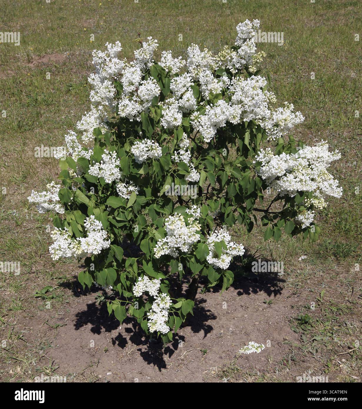 Kleine Feder Bush der Weißen lilack blühen auf Waldlichtung. Mai Tag Außenaufnahme Stockfoto