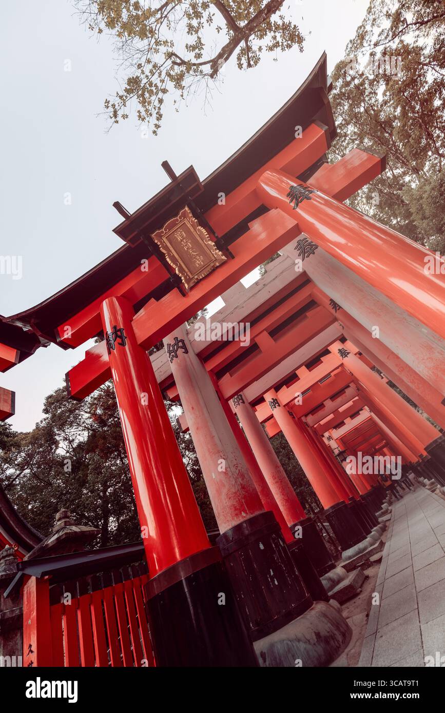 Serie von roten Torii-Toren am Fushimi Inari Taisha, fotografiert im niederländischen Winkel mit sanften Vintage-Tönen und verschwindender Perspektive unter dem frühen Morgen l Stockfoto