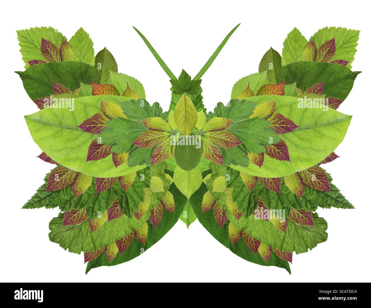 Grüne Bio-Schmetterling-Konzept aus Blättern gemacht. Isolierte handgefertigte collage Stockfoto