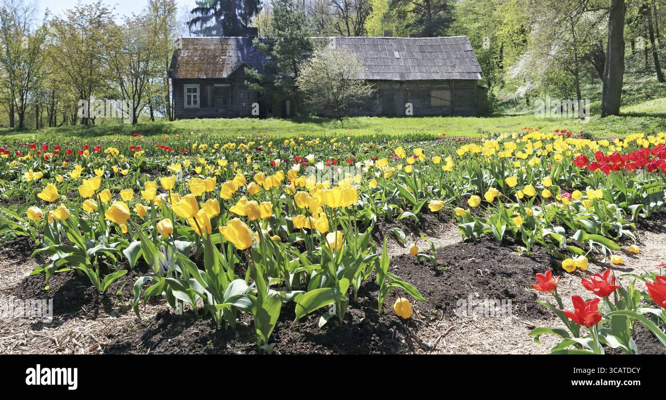 Waldlichtung mit dem gelben Frühling blühenden feinen Tulpen in der Nähe des verlassenen zerstörten Dorfes. Panorama Mai sonnige Tageslandschaft Stockfoto