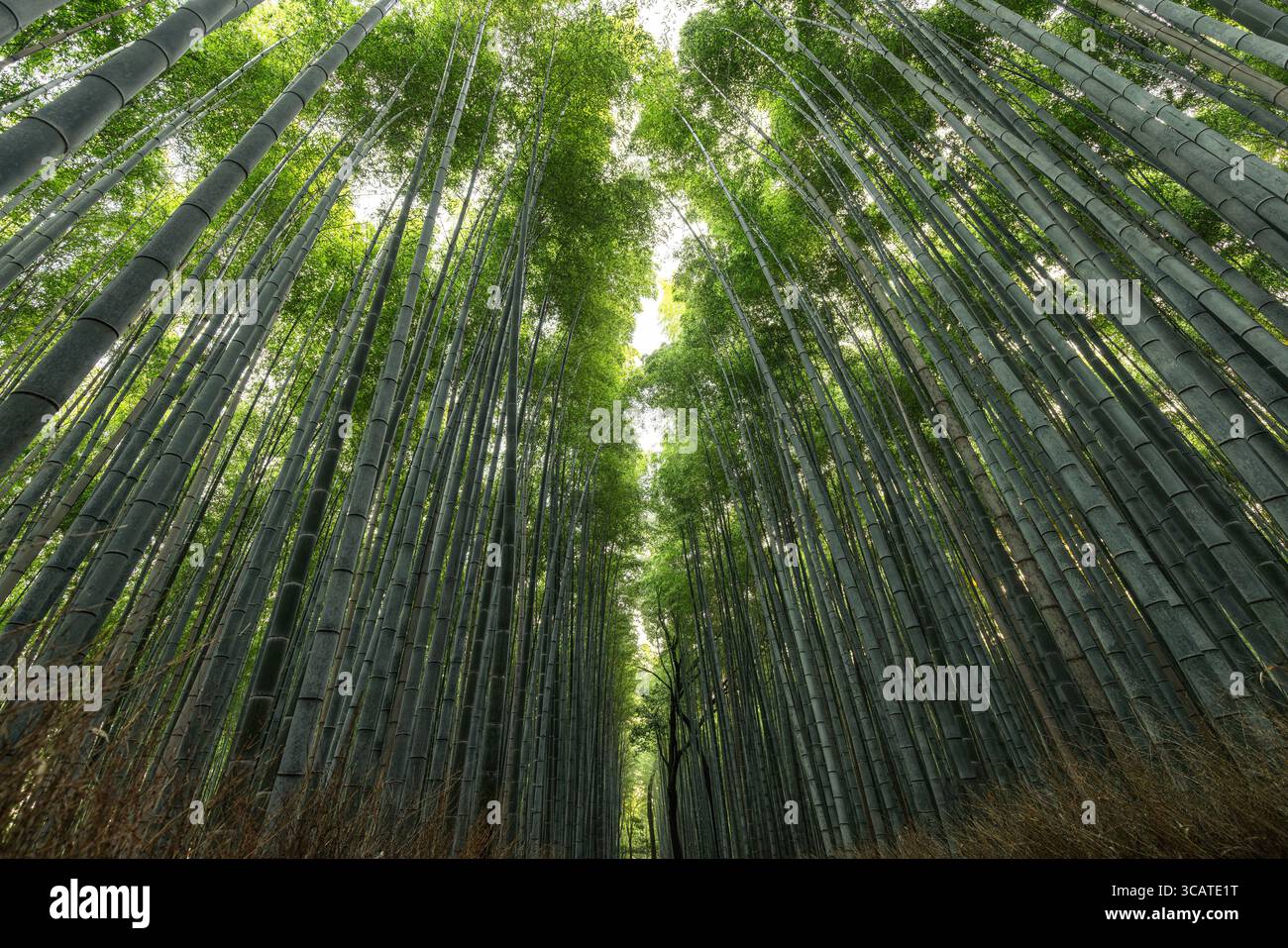 Sonnenlicht durchdringt das Baldachin in Arashiyama Bamboo Grove, Kyoto, wodurch eine scharfe Raumteilung entsteht und die Höhe und Symmetrie der grünen Stiele betont wird Stockfoto