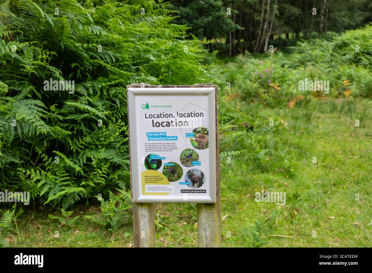 Der New Forest, Bolderwood Radnor Trail. Hampshire, England, Vereinigtes Königreich Stockfoto