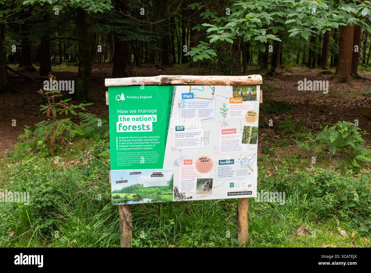 Der New Forest, Bolderwood Radnor Trail. Hampshire, England, Vereinigtes Königreich Stockfoto