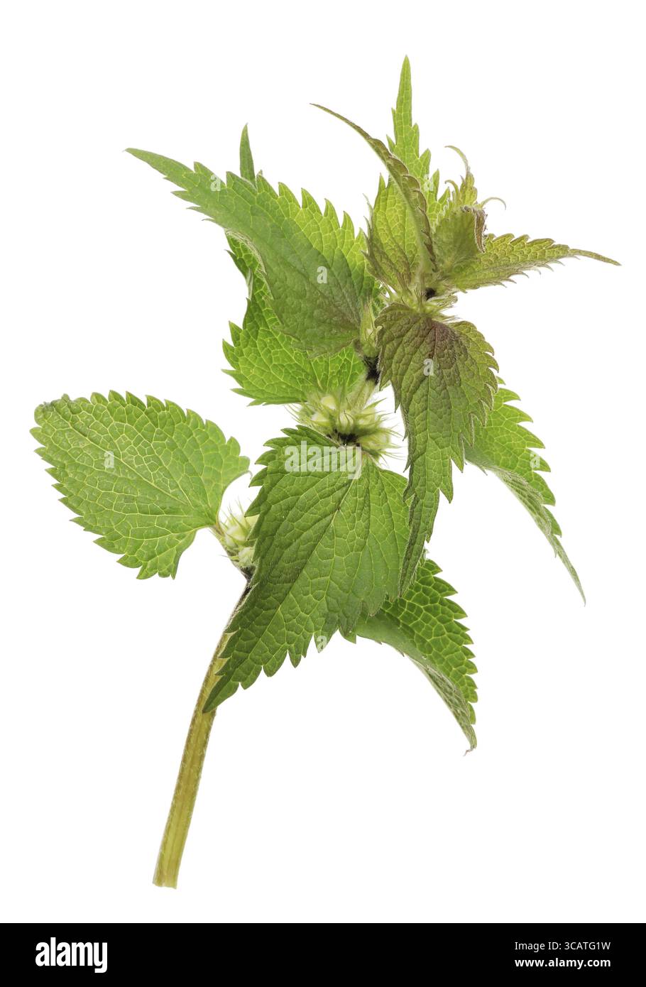 Genießbare April Frühling frische Sprossen der Brennnessel. Auf weissem Studio shot Isoliert Stockfoto