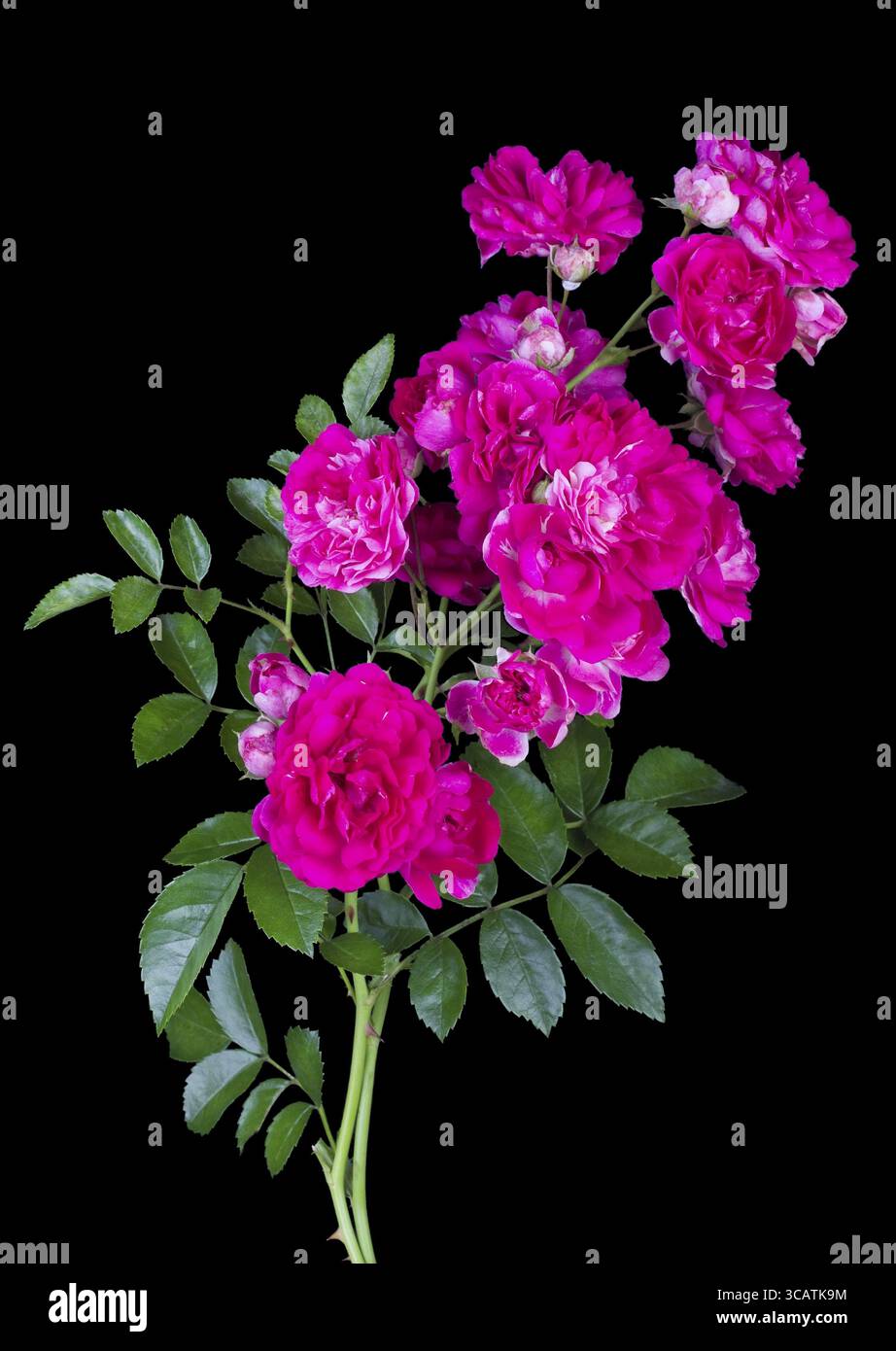 Rosafarbene Minirosen Zweige isoliert auf Schwarz im chinesischen Stil. Makro-Weichfokus Stockfoto