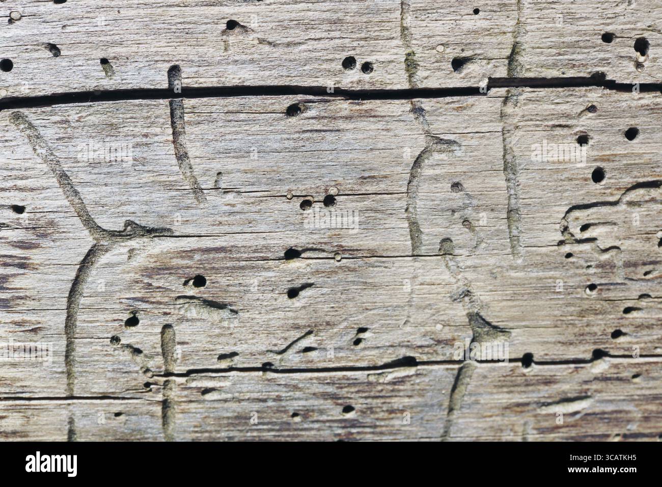 Der Stamm eines Baumes wird von Larven eines Spechtkäfers gegessen. Sonniger Frühlingstag Stockfoto