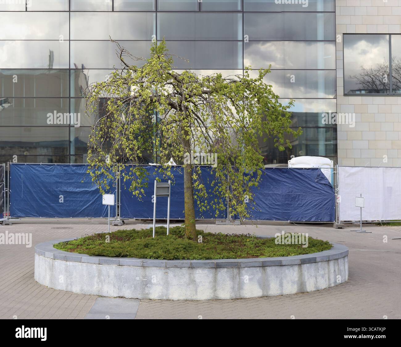 Lonely Frühjahr April linden Linden wächst in einer modernen Stadt. Bewölkten Tag städtische Landschaft Stockfoto