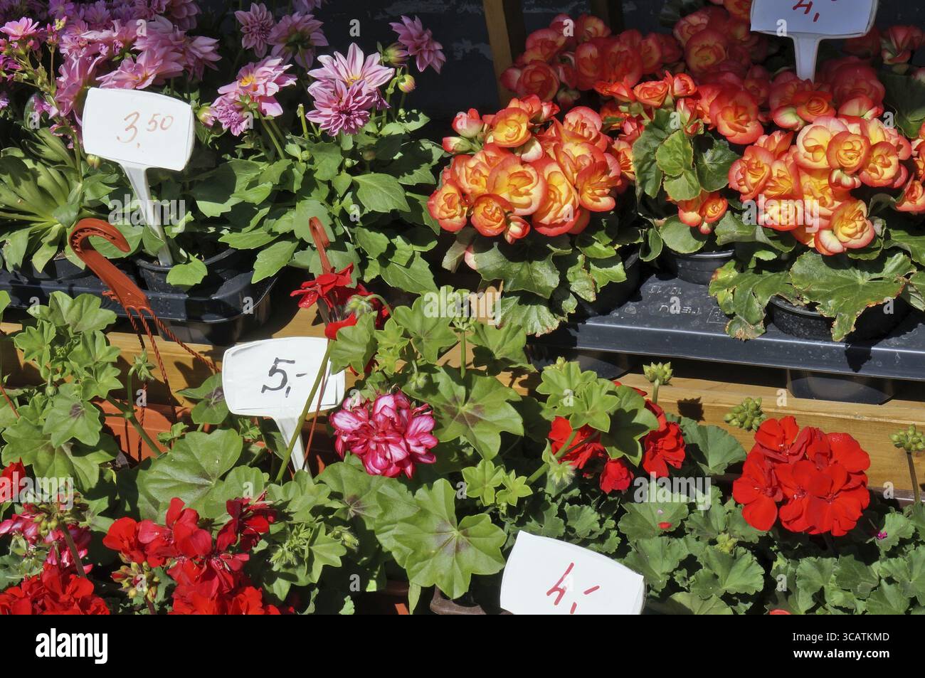 Begonien und Geranien werden an einem sonnigen Frühlingstag im Freien verkauft Stockfoto
