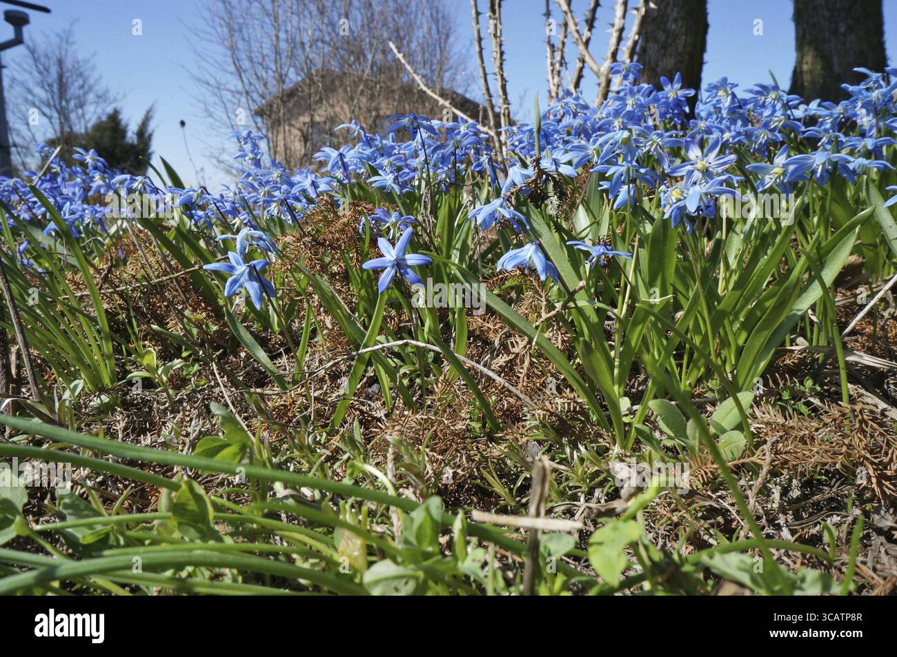 Die ersten blauen Schneeglöckchen im Frühling blühen in einem Sonnengarten. April sonnige Tageslandschaft Stockfoto