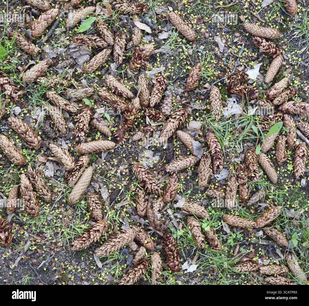 Wald Frühling Hintergrund - alte Tannen Zapfen, gelbe Blüten und grünes Gras. Ansicht von oben bewölkten Tag geschossen Stockfoto