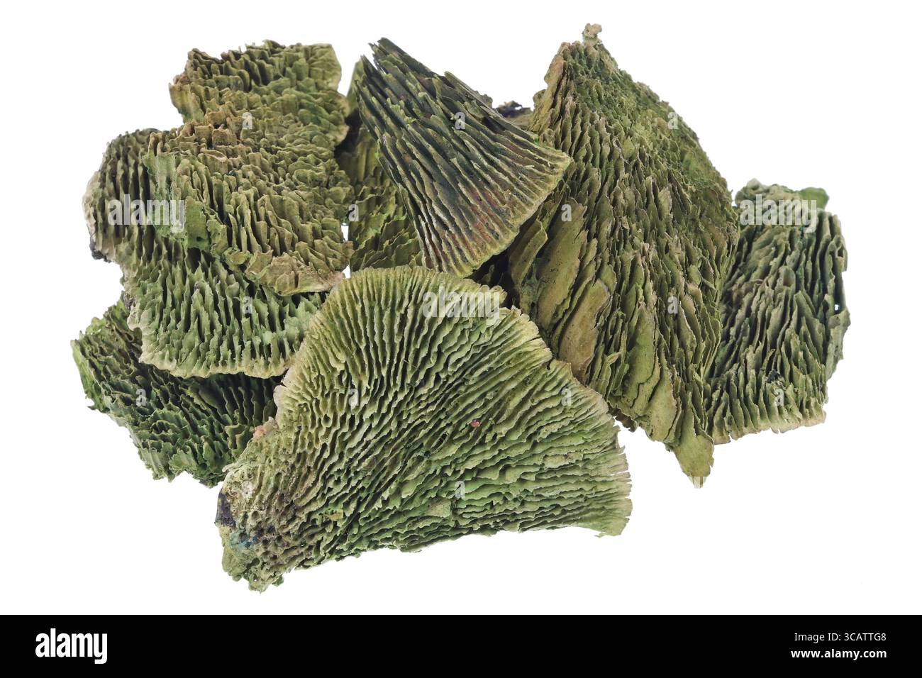 Giftig grüne getrocknete Pilze verwendet werden halluzinogene Mischungen, um isolierte Makro Stockfoto