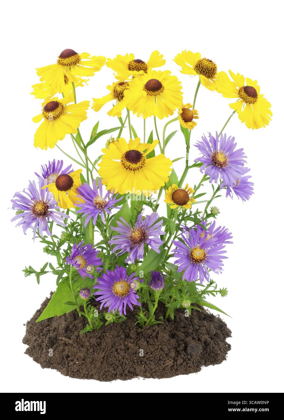 Auf einem Humusbeet wächst ein Busch aus gelben und violetten Herbstblumen Stockfoto