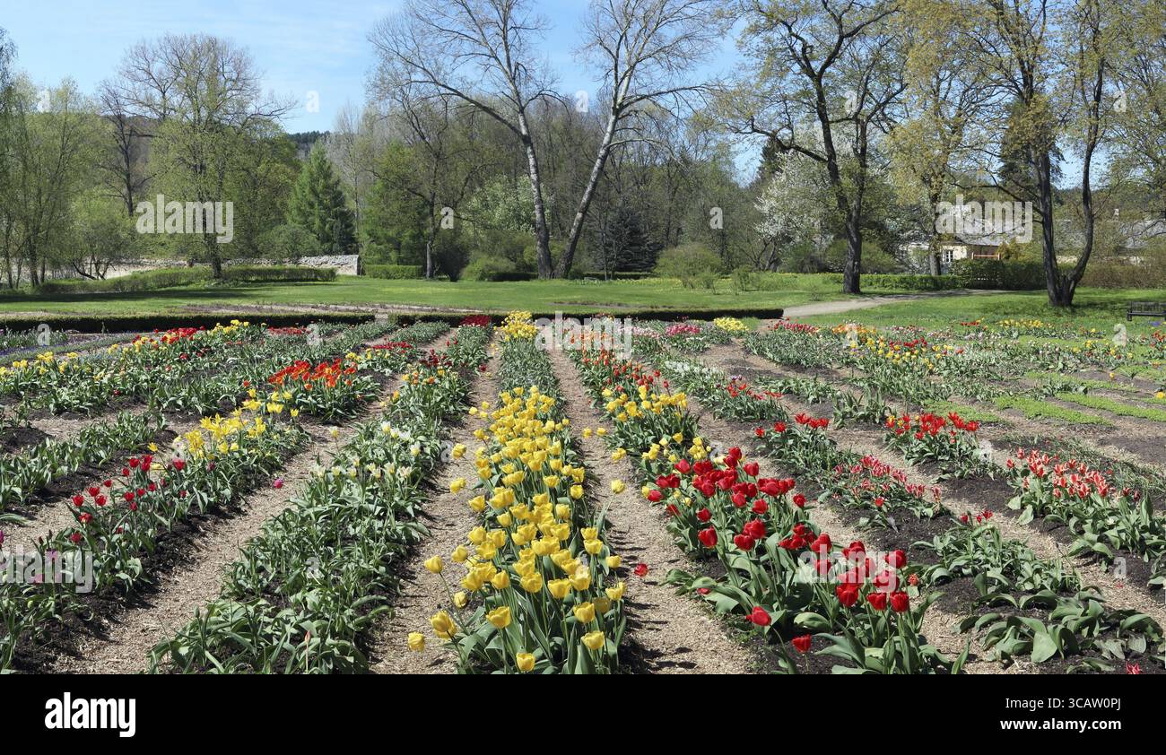 Frühlingsblühende feine Tulpenbeete in der Nähe des verlassenen zerstörten Dorfes. Panorama Mai sonnige Tageslandschaft Stockfoto