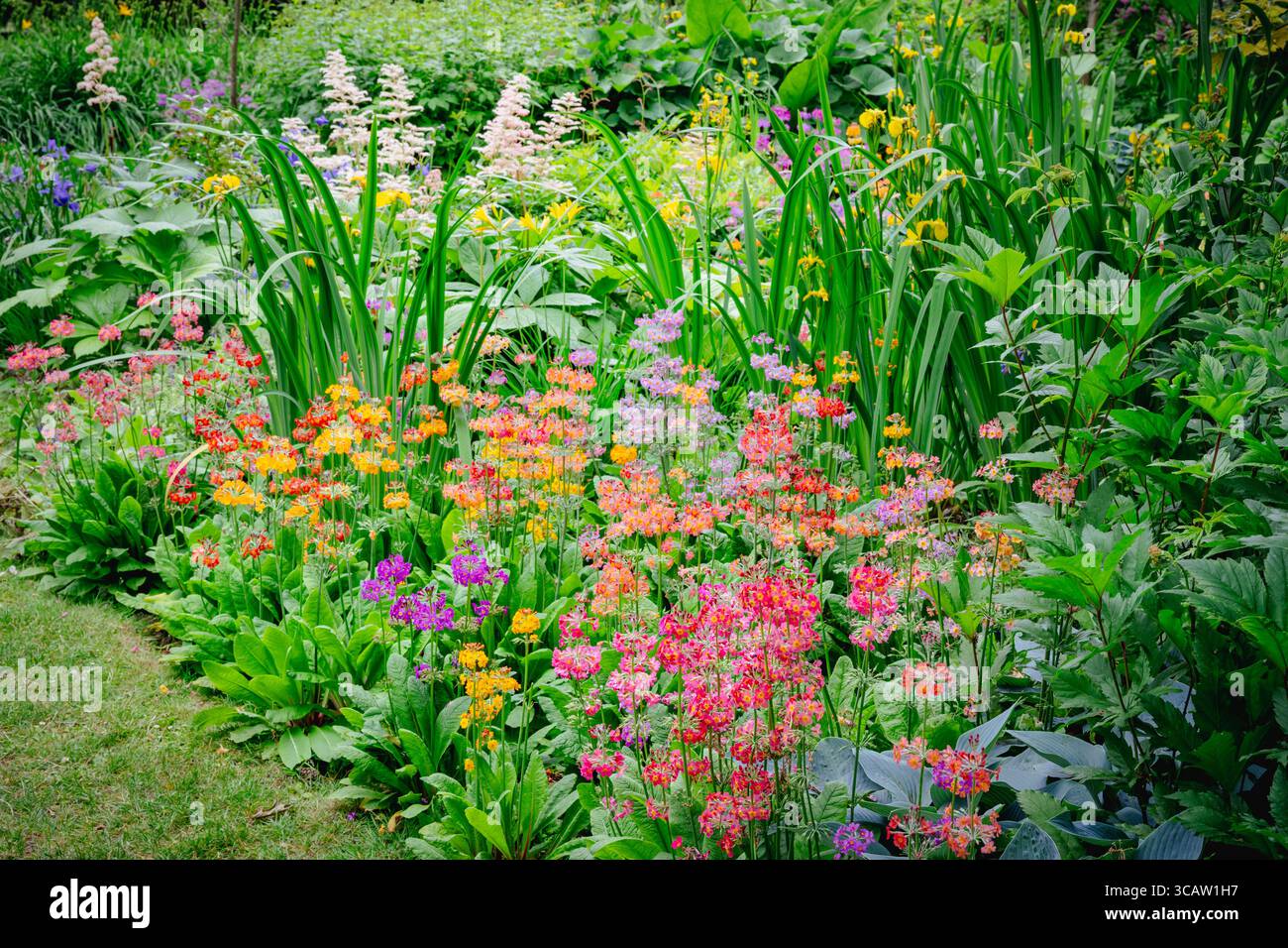 Primula Harlow-Auto-Hybriden im Garten Stockfoto