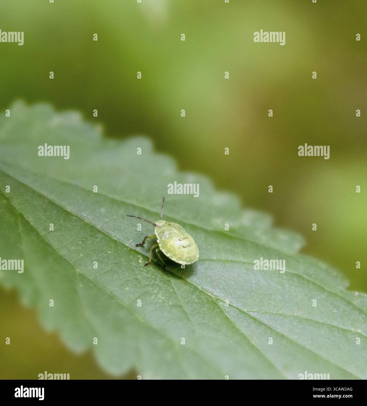 Nymphe einer grünen Schildkäfer auf Pflanzenblatt Stockfoto