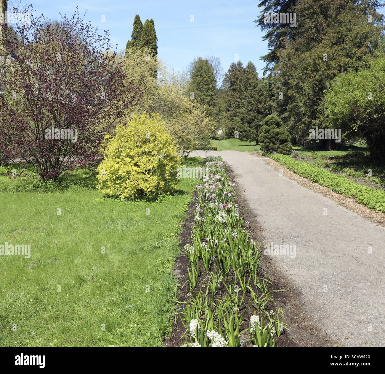 Die Straße führt zum europäischen Frühjahrsgarten. Das Maiholz und Hyazinthen an den Seiten der Straße. Sonnige Tageslandschaft Stockfoto