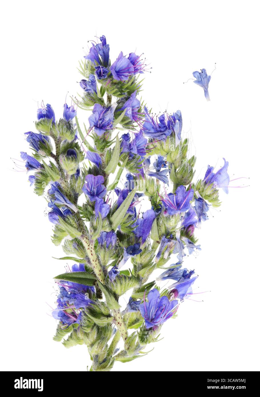 Dieses stachelige Blue Bells Blume wächst auf trockenen Wald Lichtungen und Wiesen. Auf weissem Makro studio shot Isoliert Stockfoto