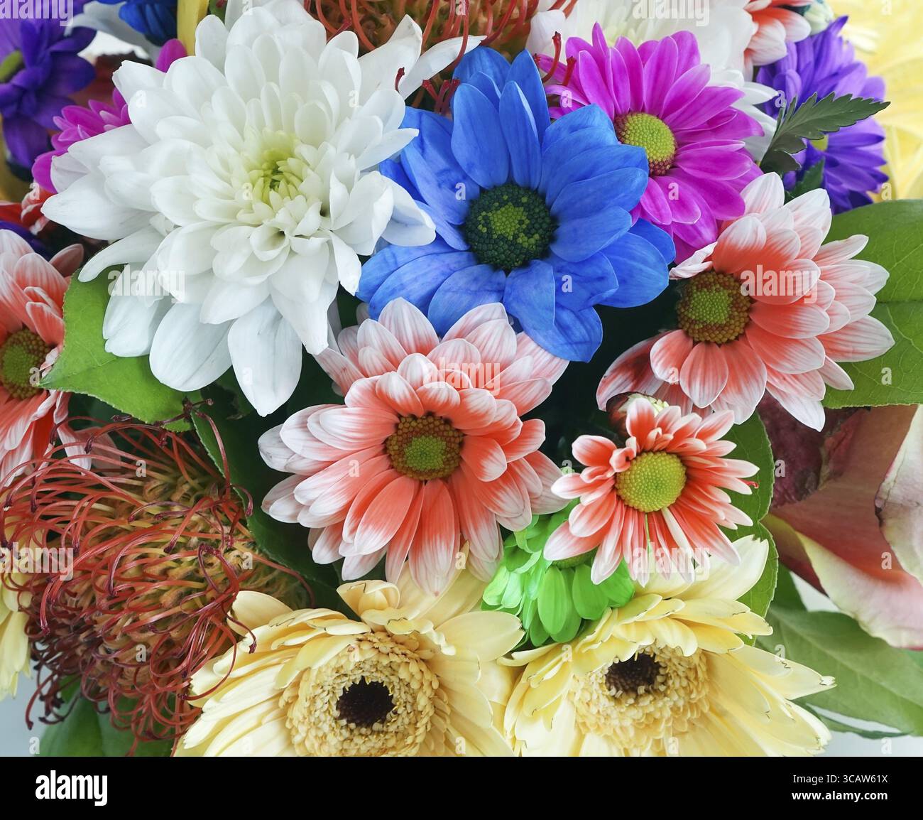 Lebendige Frische Frühlingsblumen für Geschenk-Hintergrund Stockfoto