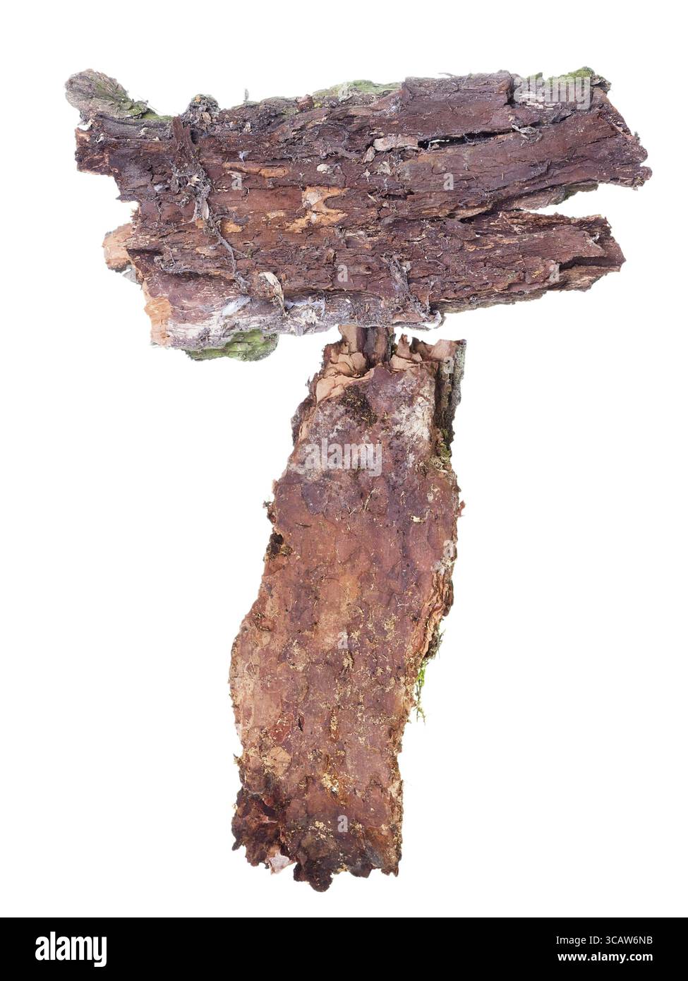 Abstrakter Wald, Wegweiser aus alter Kiefernrinde isoliert Stockfoto